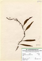 藏品(骨牌蕨)的圖片